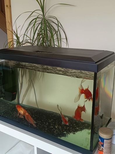 fishing tank