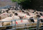 Fat Cast Ewes
