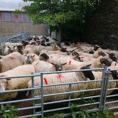 Fat Cast Ewes