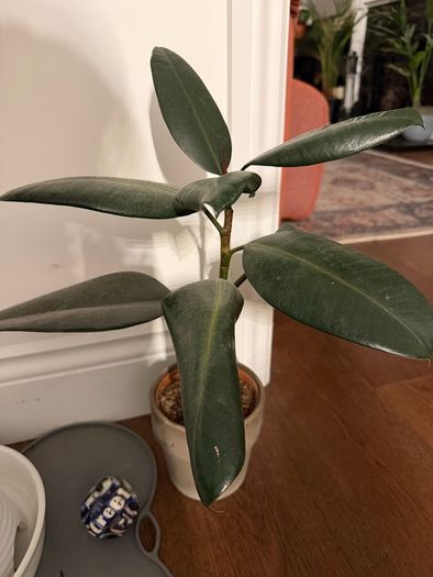 Plants for sale