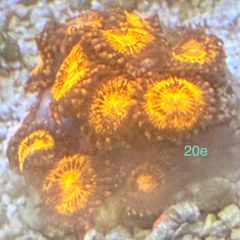 Corals