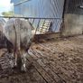 Bulls Image 5