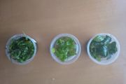 Aquarium plants