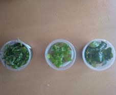 Aquarium plants