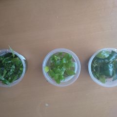 Aquarium plants