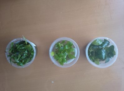 Aquarium plants