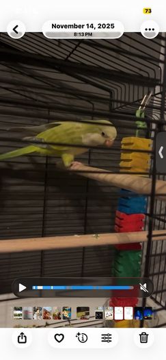 Pet adoption