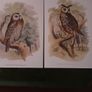 Nice selection of animal and bird print's Image 3