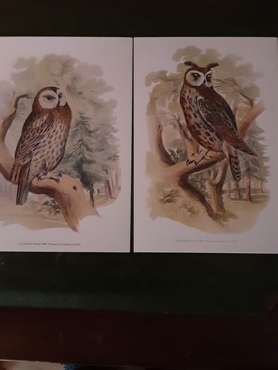 Nice selection of animal and bird print's