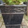Potted plant Image 3