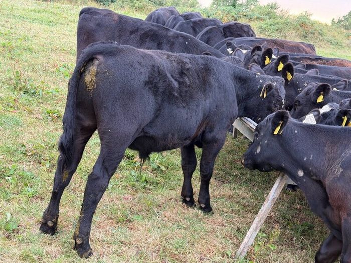 20 Aberdeen Angus Bull Weanlings