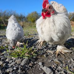 Pekin and silkie growers