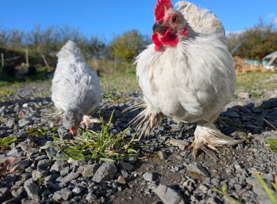 Pekin and silkie growers