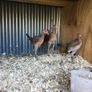 Modern game birds Image 3