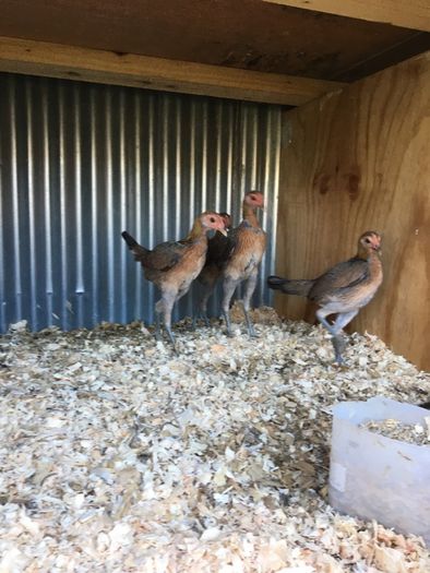 Modern game birds