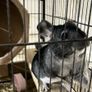 Chinchila looking for new home Image 3