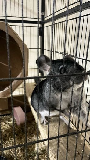 Chinchila looking for new home