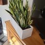 Sansevieria Trifisciata Laurentii planters Image 4