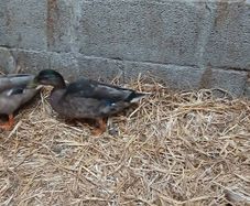 Call Ducks