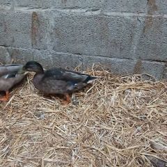 Call Ducks