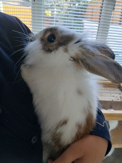 rabbits