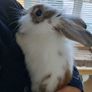 rabbit Image 4