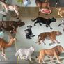 New Selection of SCHLEICH Wild/Zoo Animals Image 4