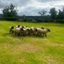 40 Hoggets Image 6