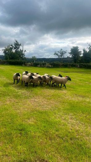 40 Hoggets