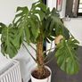 Monstera deliciosa Image 2