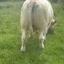 Charolais bulls Image 3