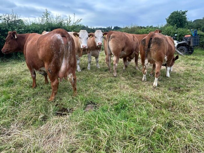 Springing and incalf heifers