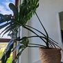 Large monstera deliciosa Image 8