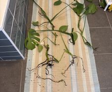 indoor plants. Monstera