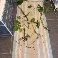 indoor plants. Monstera
