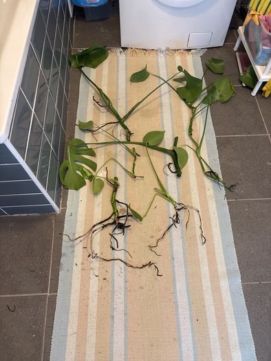 indoor plants. Monstera