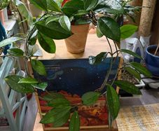 Hoya carnosa plant
