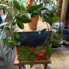 Hoya carnosa plant