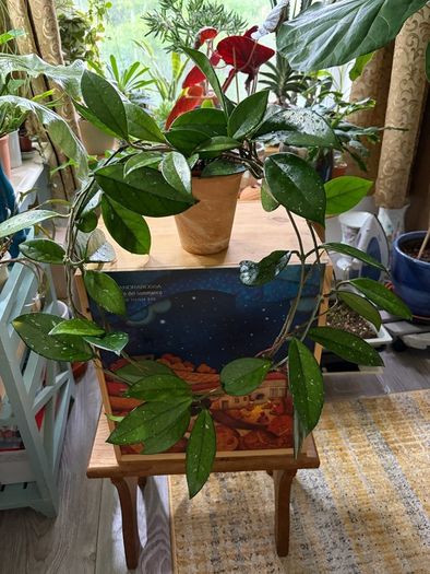 Hoya carnosa plant