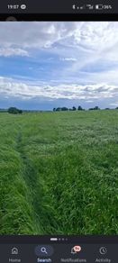 Meadows for Silage ( ready for cut)