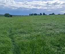 Meadows for Silage ( ready for cut)