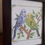budgies picture Image 2