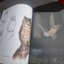 Drawn to Nature: Encounters With Irish Nature (Hardcover) Image 8