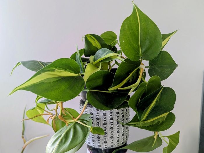 Philodendron Scandens Plant