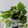Philodendron Scandens Plant Image 4