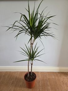 Plant Indoor