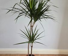 Plant Indoor