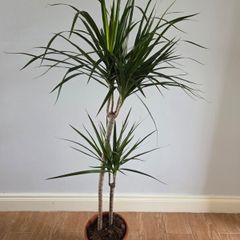 Plant Indoor