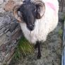 Mayo Hill Ram. Image 4