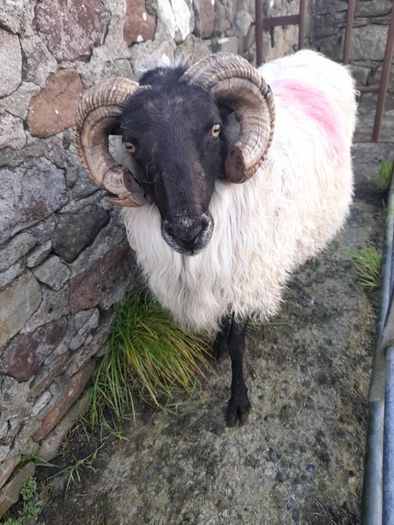 Mayo Hill Ram.